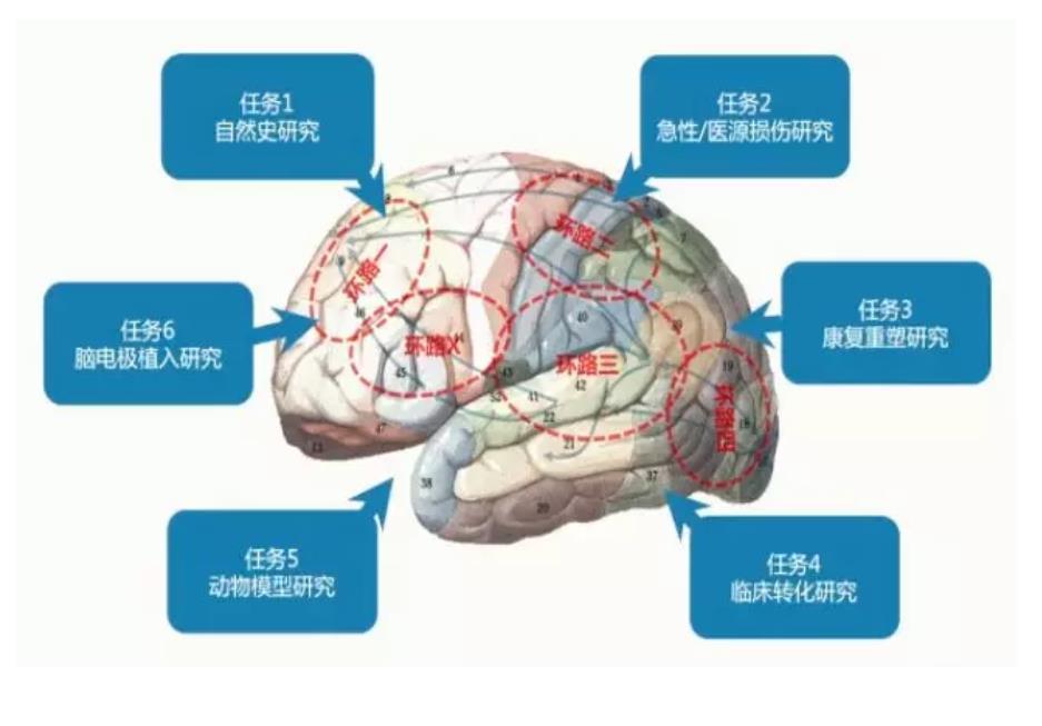 脑疾病研究新突破，最新进展与未来展望