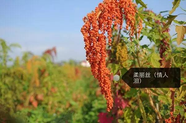 植物宝藏探索，最新花木求购指南