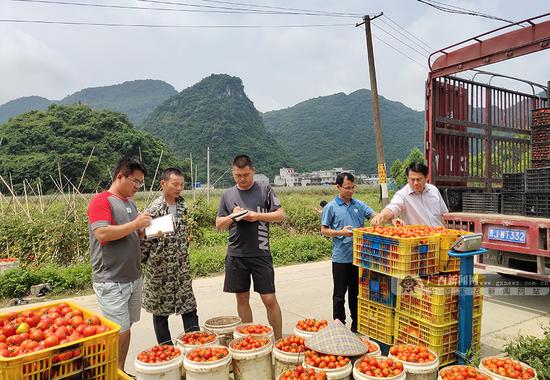 田阳最新新闻报道概览