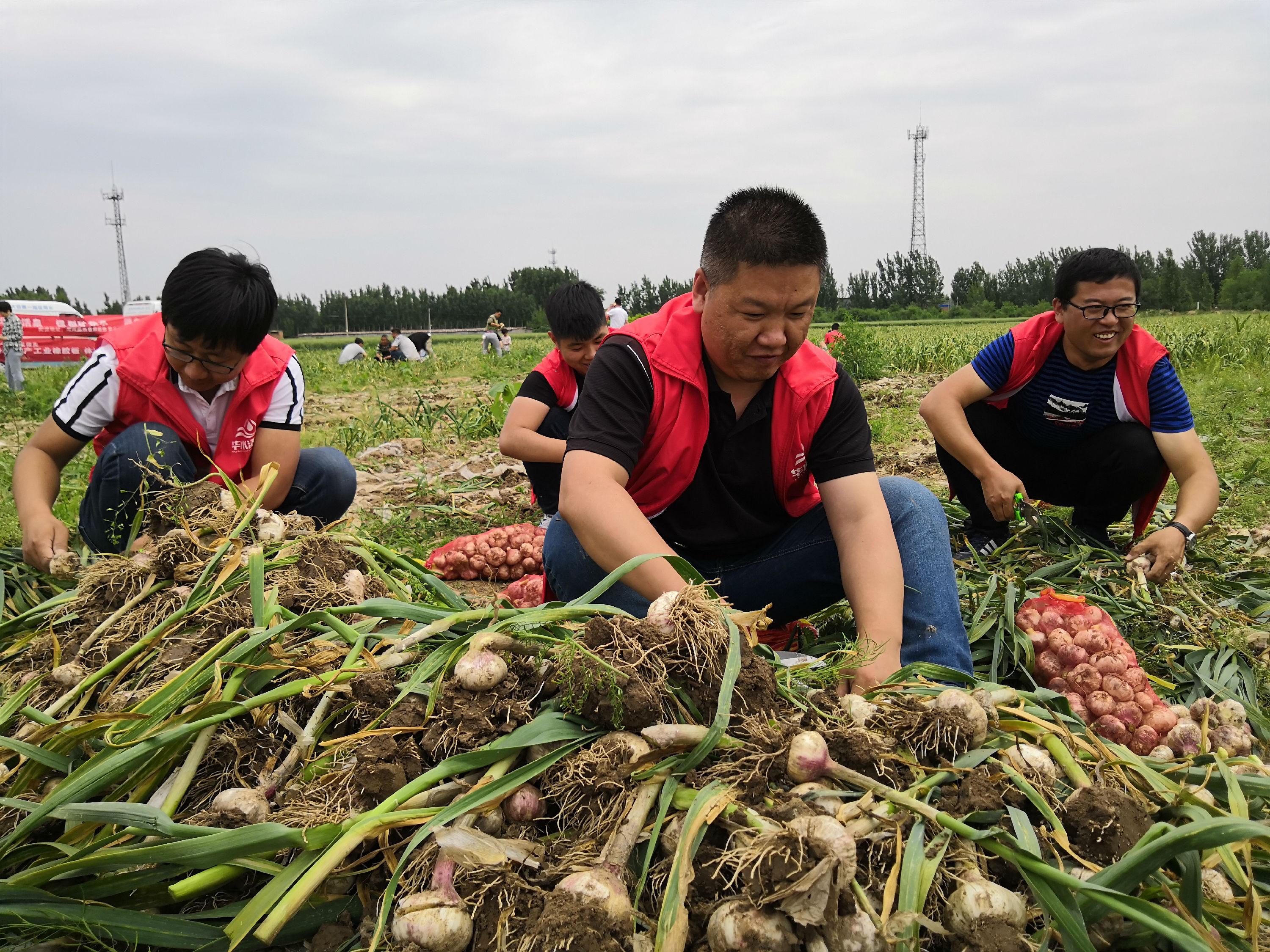 河间楼房最新报价全览