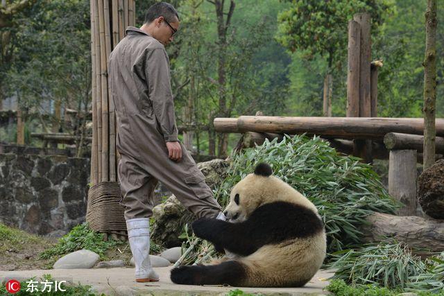 熊猫最新动态，保护与研究进展全面解读