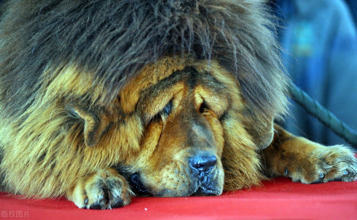 藏獒传奇故事，TXT全集下载探索神秘犬种之旅