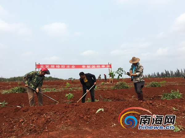 海南橡胶最新动态，引领绿色发展，行业先锋之路