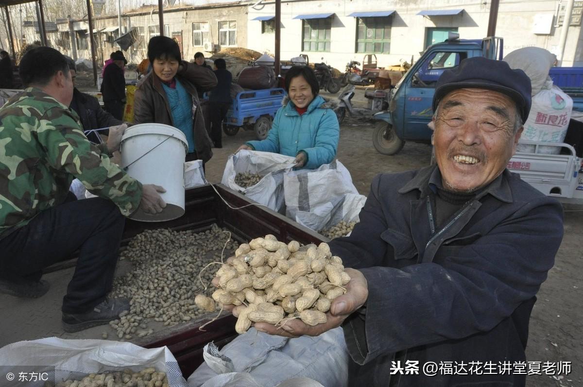 山东花生价格最新行情解析