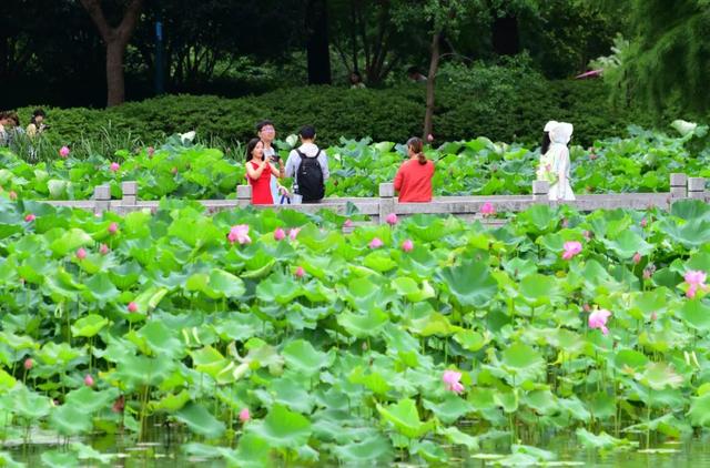 瓜沥最新动态，城市崭新篇章启航