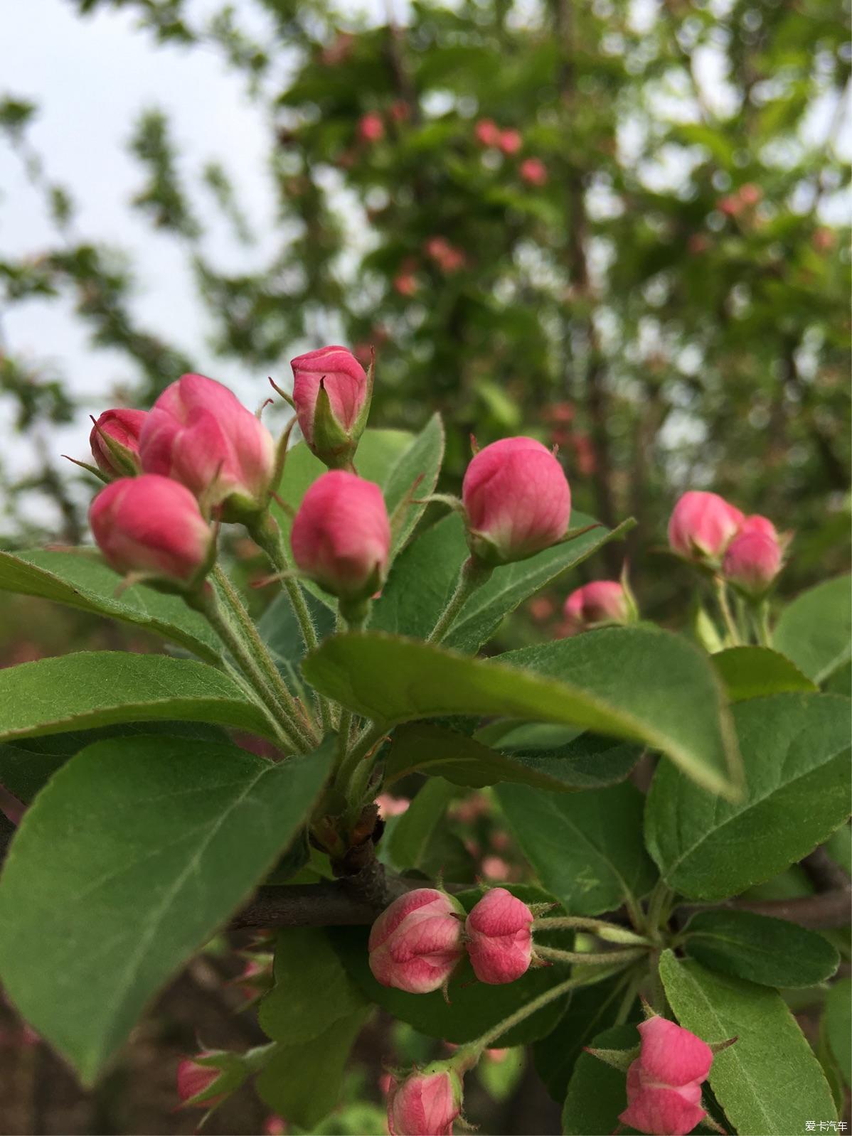 风月海棠，展现最新风采与魅力