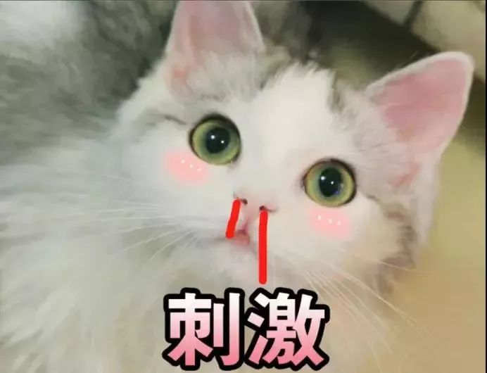 关于番号猫下载的探讨，警惕涉黄风险警告